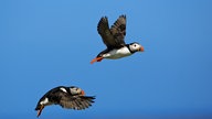 Zwei Papageitaucher beim Fliegen.