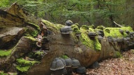 Umgestürzter Baum mit Pilzen