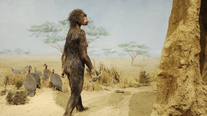 Rekonstruktion von Urmenschenfrau Lucy im LWL-Museum für Naturkunde in Münster