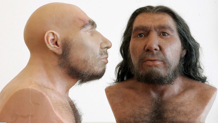 Zwei Nachbildungen eines Neandertalers