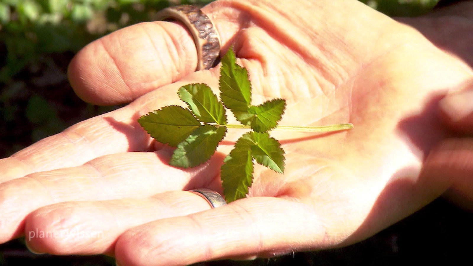 Blatt in ausgestreckter geöffneter Hand