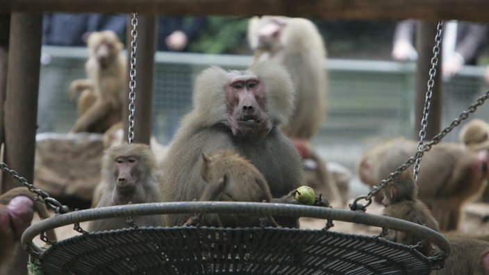 Mantelpaviane im Zoo