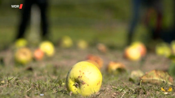 Screenshot aus dem Film "Apfelsaft von der Streuobstwiese"