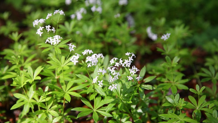 Blühender Waldmeister.