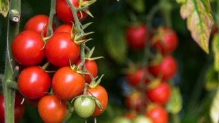 Tomatenpflanze mit vielen roten Tomaten.