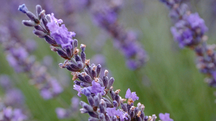 Blühender Lavendel