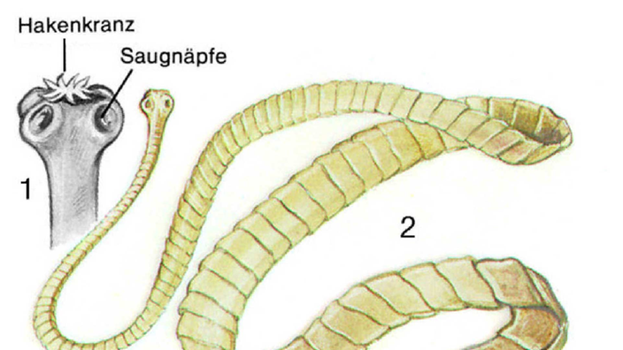 Zeichnung eines Schweinebandwurms und Detail-Abbildung seines Kopfs.