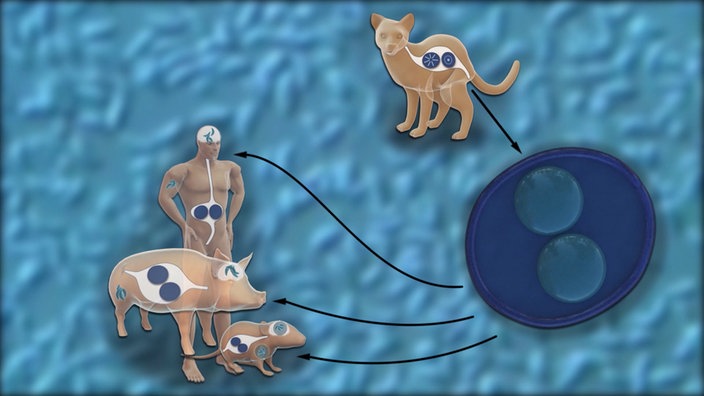 Grafik: Mensch, Schwein, Ratte und eine Katze mit stark vergrößerten Toxoplasma Zysten in ihren Körpern.