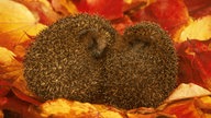 Schlafende Igel in einem Nest aus Blättern.