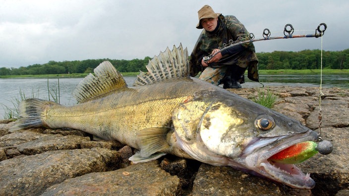 Ein gefangener Zander liegt am Ufer auf Steinen. Hinter ihm kniet der Angler, die Angel in der Hand.