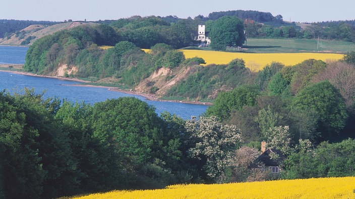 Landschaft mit blühenden Rapsfeldern und Meer auf Rügen.