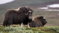 Moschusochsen-Kuh (Ovibos moschatus) mit halbwüchsigem Kalb.