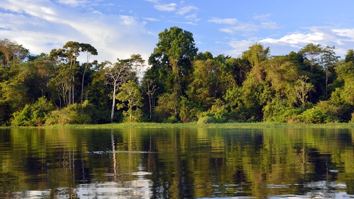 Dicht bewaldetes Ufer des Rio Solimões