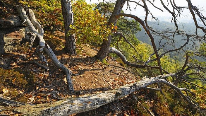 Abgestorbene Bäume im Pfälzerwald 