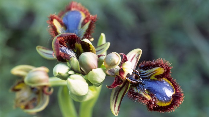 Blaue Orchideenblüte mit gelbem Rand.