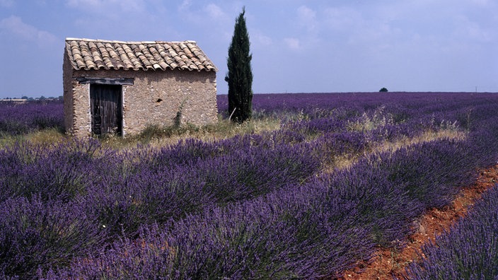 Lavendelfelder in der Provence.