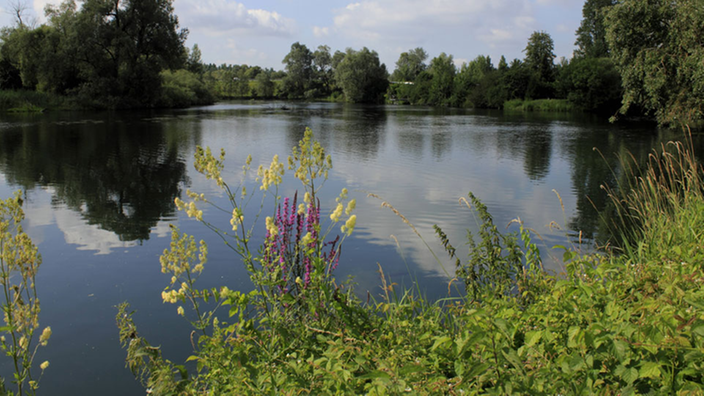 Auwälder umrahmen den Rhein bei Kehl.