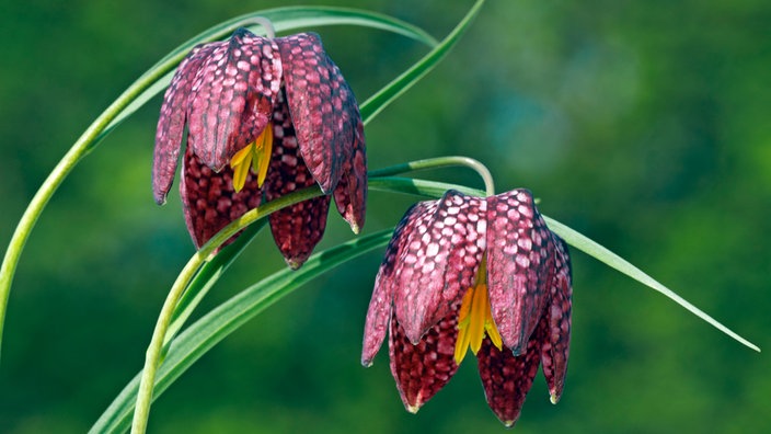 Die seltene, geschützte Wiesenpflanze Schachbrettblume