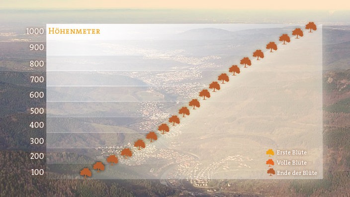 Grafik mit dem Höhenverlauf der Apfelblüte am 10.06.2016