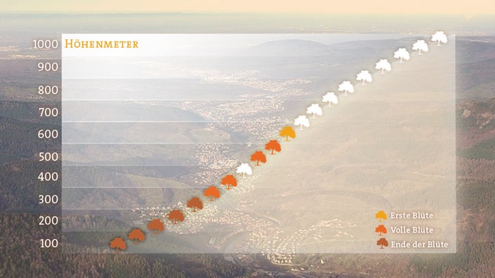 Grafik mit dem Höhenverlauf der Apfelblüte 2017 am 24. April