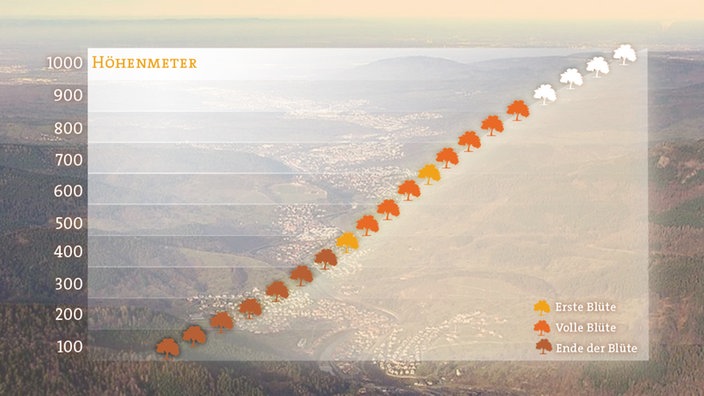 Grafik mit dem Höhenverlauf der Apfelblüte 2017 am 12. Mai