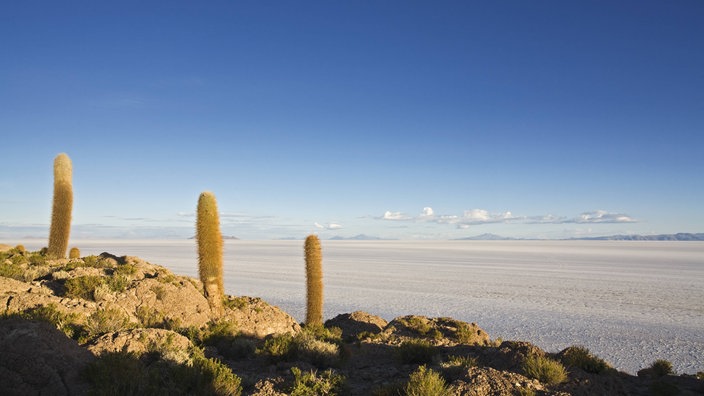 Kakteen am Ufer des Salzsees Salar de Uyuni.