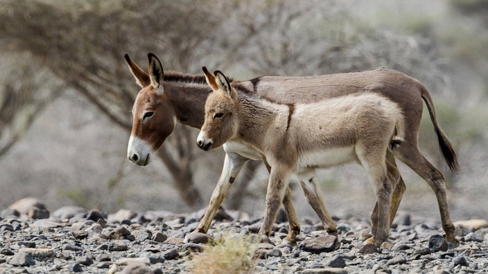 Ein Afrikanischer Wildesel mit Jungtier in der Wüste von Oman.