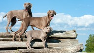 drei Weimaraner auf Holzstämmen.