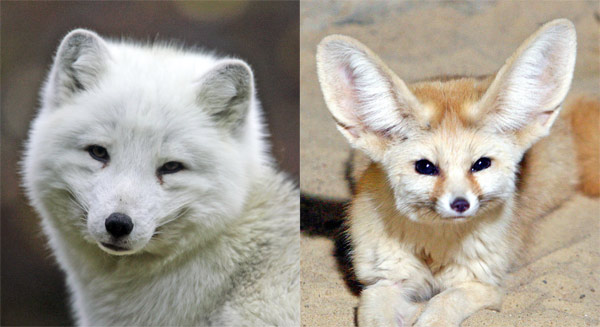 Kopf eines Polarfuchses und eines Fenneks nebeneinander.