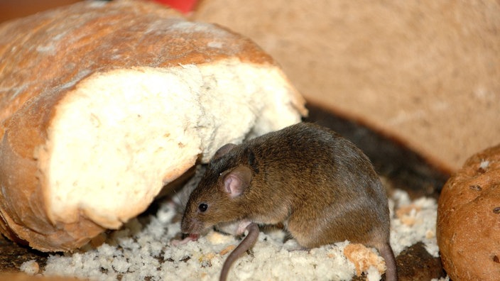 Hausmaus (Mus muscuclus) zwischen trockenen Broten.