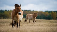 Zwei Przewalski-Pferde