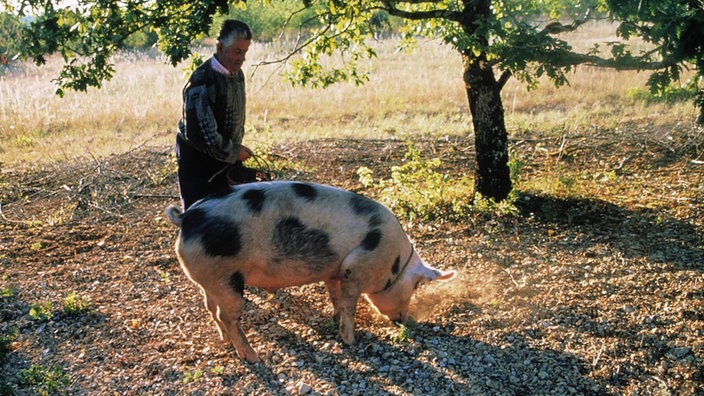 Schwein bei der Trüffelsuche