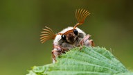 Ein Maikäfer auf einem Blatt