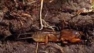 Ein langgezogenes, Insekt mit schaufelartigen Vorderbeinen von der Seite in einem Erdgang. Der Rücken ist dunkelbraun, die Unterseite ockerfarben.