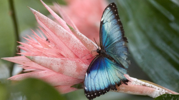 Morphofalter auf einer Blüte