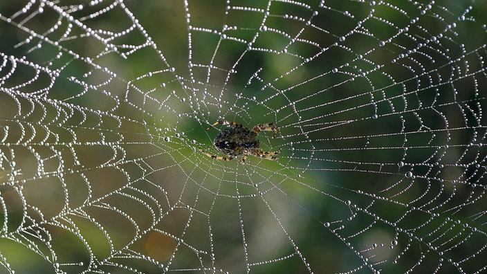 Kreuzspinne im Radnetz 