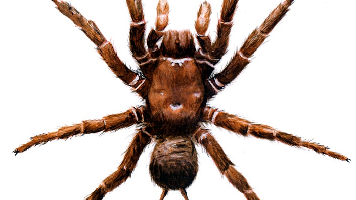 Trichterspinne 