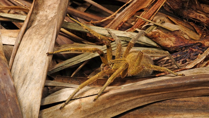 Brasilianische Wanderspinne auf Pflanze 