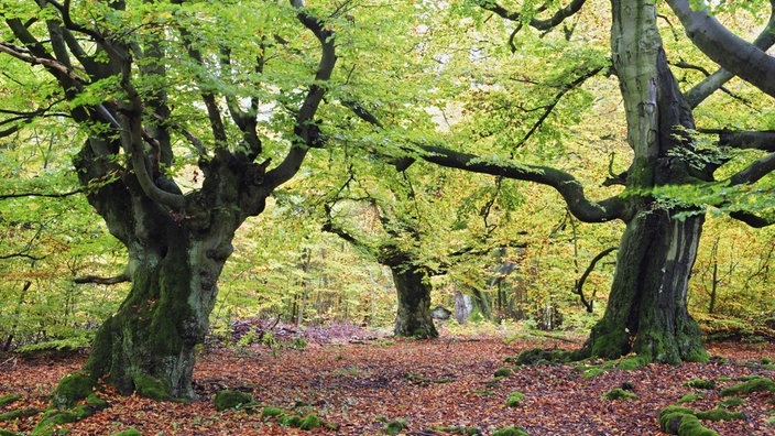 Ein Wald mit Hutebuchen