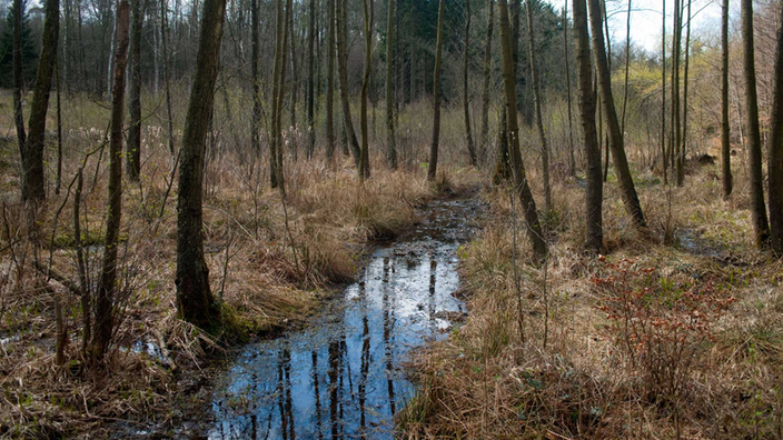 Niedermoor in Köln-Königsforst.