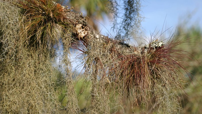 Epiphytische lebende Mosse und Flechten auf einem Ast.