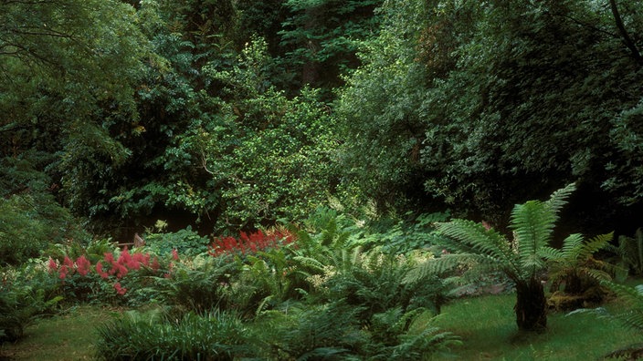 Dicht bewachsener botanischer Garten in Schottland.