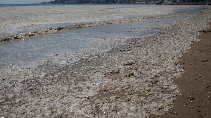 Eine Schleimschicht bedeckt das Wasser an einem Strand