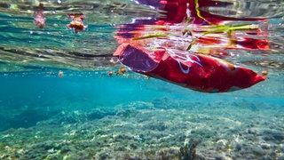 Eine leere Chipstüte schwimmt im Wasser.