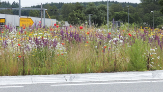 Blumenwiese an der Straße.