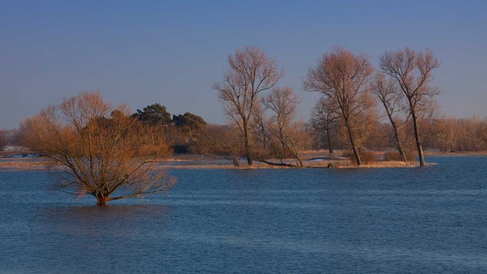 Elbtalaue bei Hochwasser