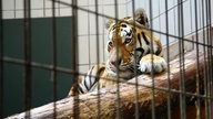 Ein Tiger in seinem Käfig im Allwetterzoo Münster, 2007