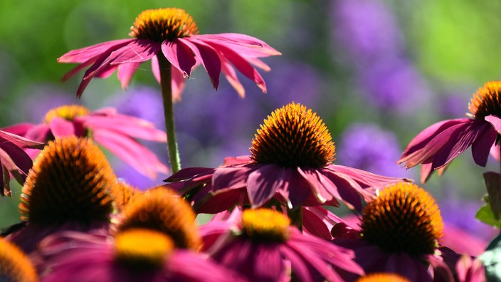 Echinacea