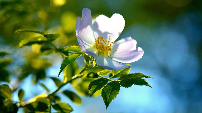 Hundsrosen-Blüte