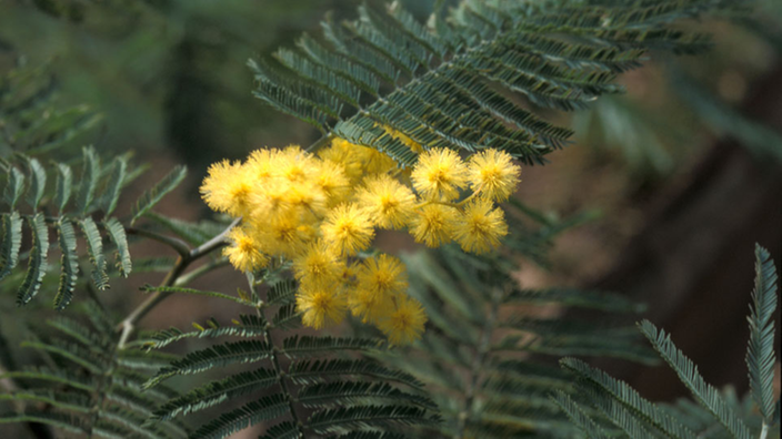 Mimose mit gelben Blüten.